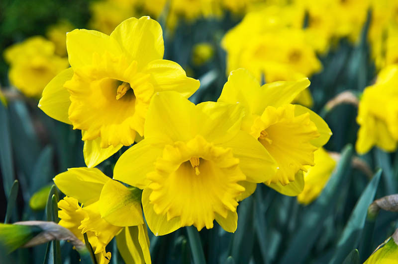 Narcissus 'Dutch Master' (Trumpet Daffodil)